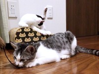 毛づくろいするくうちゃん（左）と遊ぶさぶくん（右）（画像提供：猫ねむりzzz..さん）