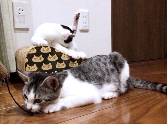 毛づくろいするくうちゃん（左）と遊ぶさぶくん（右）（画像提供：猫ねむりzzz..さん）