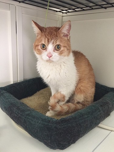 一目惚れした当時のごろりん