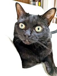 真剣な顔つきもキュートなごまちゃん（画像提供：ぺぺ太さん）