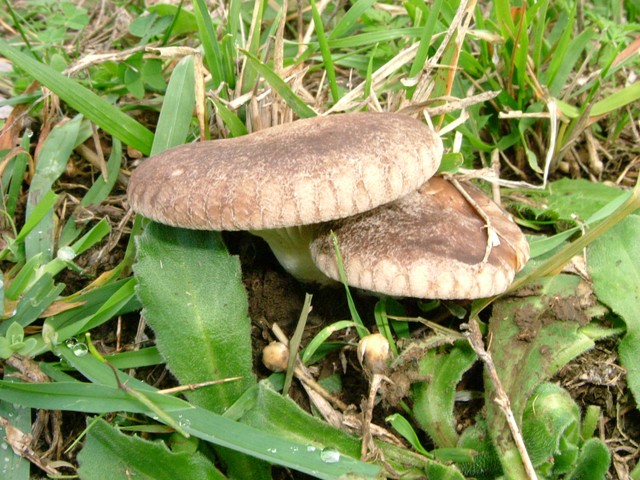 野生のエリンギは市販のものよりカサが大きいんです