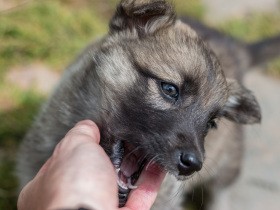 犬が人をかむ理由　攻撃でなく愛情表現の場合も、犬の気持ちを読み取って対処しよう