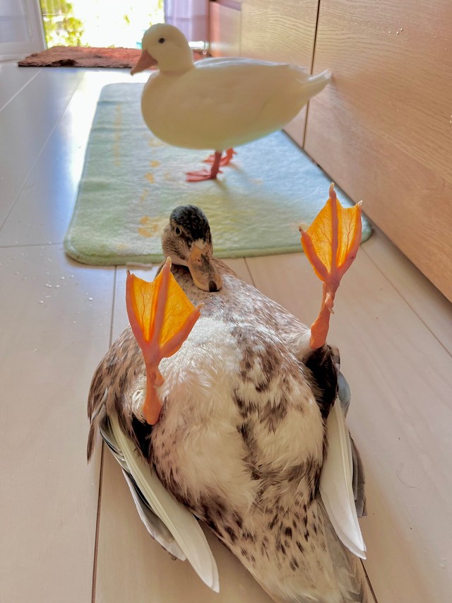 みゅみゅちゃんもズッコケる！（提供：あひらあにごう＠✨ The best professional athlete 💫さん）