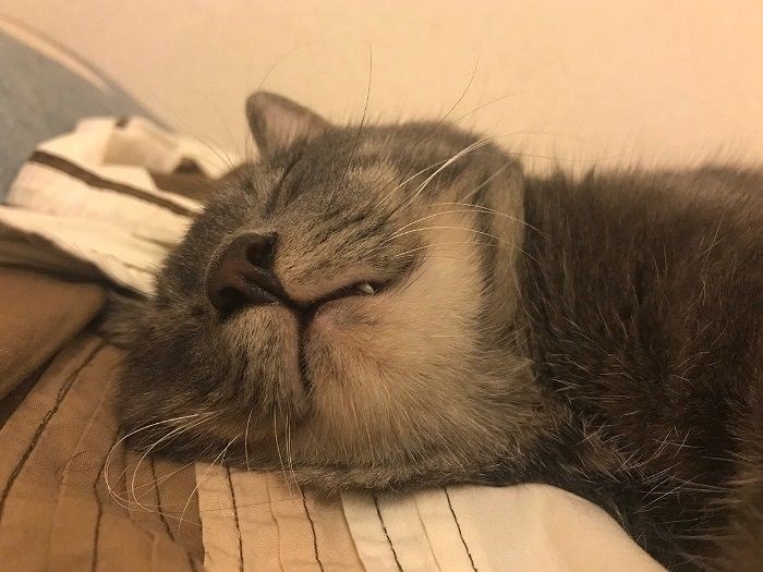 寝顔ならいくらでも見ていいよ…これからもずーっと