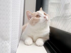 ずっと降ってるにゃ～　連日の雨にお外を眺めて物思いにふけるマンチカン「トマト」