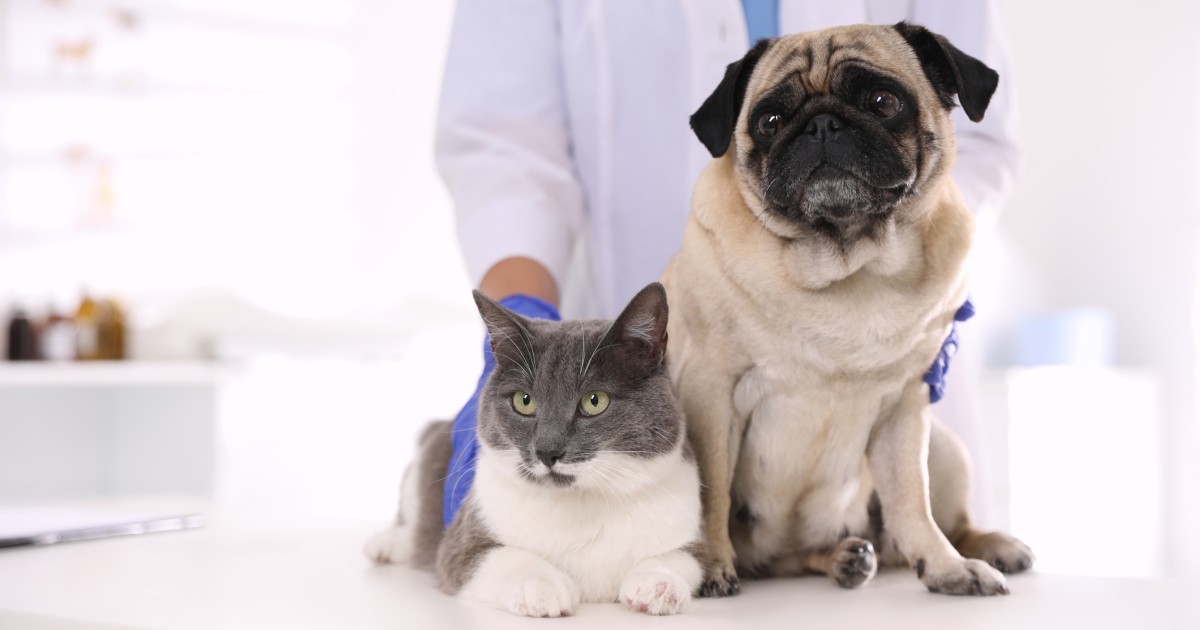 犬猫のがんは種類も治療法も多い 発症してから亡くなるまで 飼い主ができること 犬 猫との幸せな暮らしのためのペット情報サイト Sippo