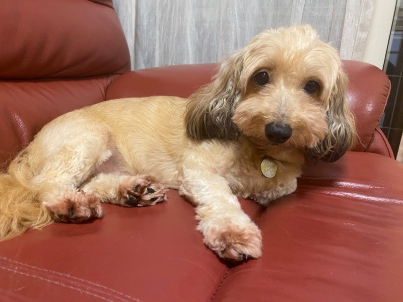 泉美さんの長女の友人宅で生まれたアクア。後から来たノアと仲よくなった。散歩はいつも２匹でする（泉美さん提供）
