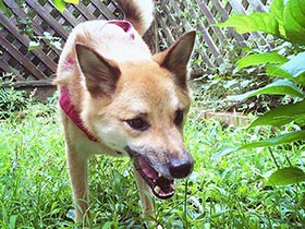 雨上がりの庭で草をぱくり　譲渡会で出会った保護犬の「昇太」