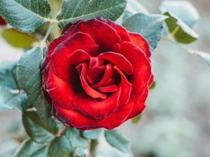 コロナ感染で15日間の自宅療養。家族や同僚の心遣いに触れた