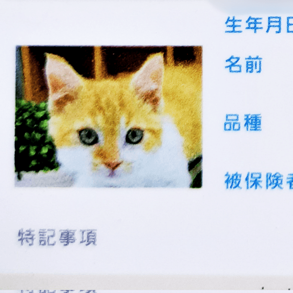 子猫時代の保険証。4年後の変化が話題になったもやしくん（画像提供：ラムキンのもやし君）