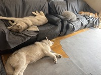 暑い夏は涼しい家の中で寝て過ごす愛犬たち／レナままさん（@RenaSyun）提供