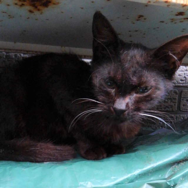 ビッグチャンスくんが保護される前に保護されたマメちゃん。ビッグチャンスくんと行動を共にしていました。恐らく、この子もビッグチャンスくんに呼ばれた猫。今ではお家の猫です