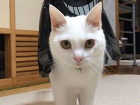 いつまでも一緒に　甘えん坊で天真爛漫な白猫「リリー」　