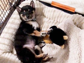 激しい「尻尾追い」をする黒柴の子犬　ある日、帰宅したらケージの中が血の海だった