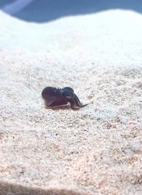 「ミミイカ」、丸っこいヒレが耳のように見えることが名まえの由来なのだそう（動画よりキャプチャおよびトリミング、画像提供：でんかさん）