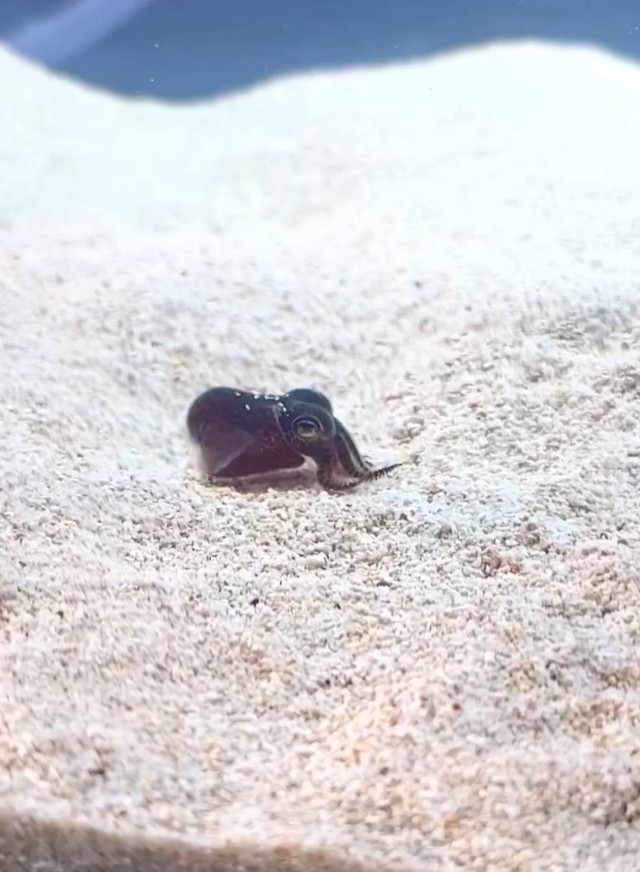 「ミミイカ」、丸っこいヒレが耳のように見えることが名まえの由来なのだそう（動画よりキャプチャおよびトリミング、画像提供：でんかさん）