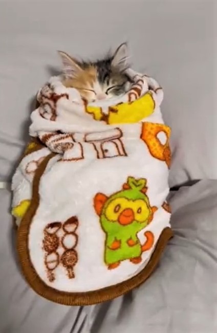 子猫巻きの元保護猫が「可愛すぎる」とtwitter上で話題になった（かにさん提供、twitterよりキャプチャ撮影）