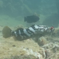 警戒心が薄く、針に迷わずよってくる港のクエ／スイチャンネルさん（@suichannel-umi）提供