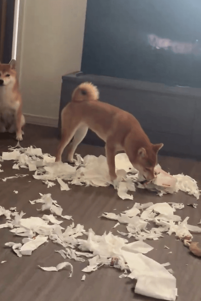 ものすごい集中力でイタズラするリンちゃん