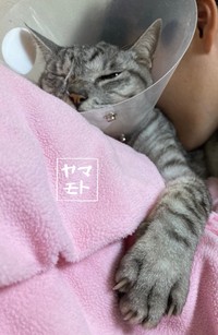 娘ちゃんが好きにゃ＝ヤマモトさんさん（@Yamamoto_1112_）提供