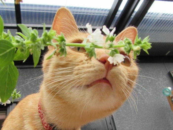 花の香りをクンクン