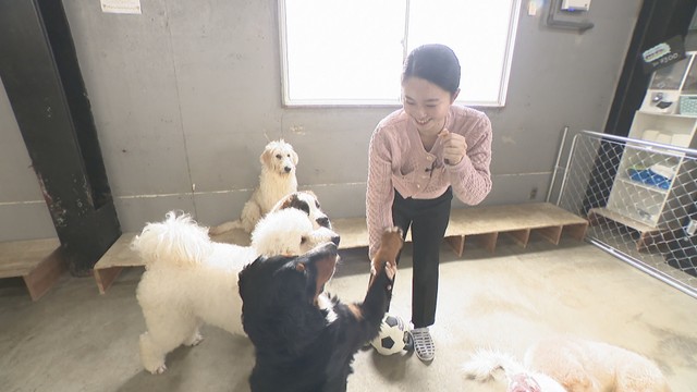 モフモフの大型犬と触れ合えるカフェ　かわいいアクセサリーや小物の企画展も　岡山・香川【いまココ！ナビ】