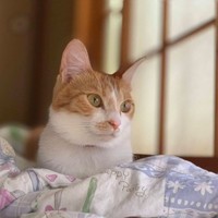 日の当たる窓辺でほっこりくつろぐ