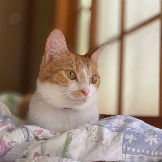 日の当たる窓辺でほっこりくつろぐ