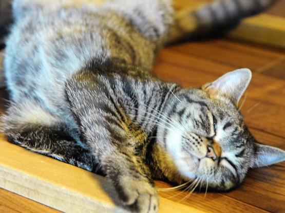 古民家で保護猫と出会える「月猫カフェ」　店長の愛猫もお手伝い