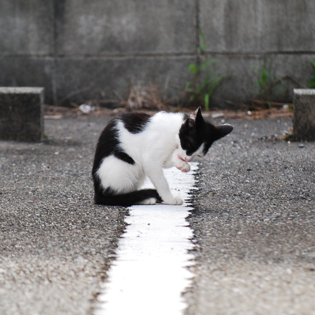 通勤途中で見つけた子猫…　※画像はイメージです（apoptosis/stock.adobe.com）