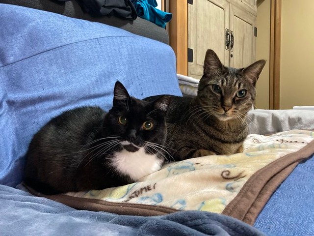 仲良く寄り添う（左から）同居猫のママちゃんと蓮くん（画像提供：うにねこさん）