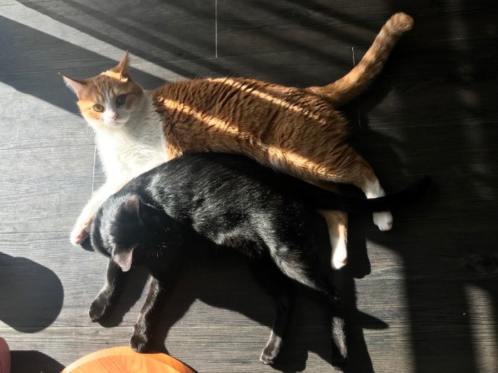 大好きなごろりんと日なたぼっこするゴメズ