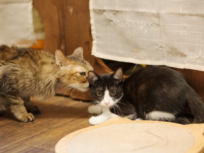 「ねえ、ごま、耳の後ろもちゃんと洗わないと」（小林写函撮影）
