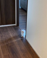 ツンデレだけど甘えっ子のビジュちゃん。「お仕事行くの？行かないでほしいニャ…」（提供：ビジュさん）