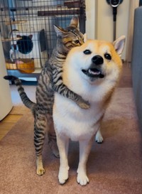 まるで犬吸い！？（提供：shibainu-putenさん）