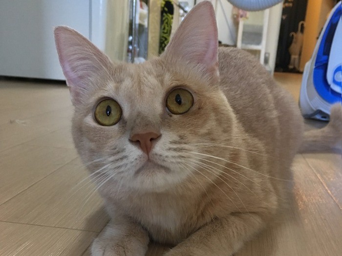 猫だって甘えたいんです