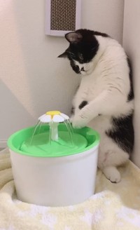 チョ…チョンチョンしちゃうぞ！（提供動画よりスクショ）