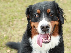 ドッグラン大好き、運動神経バツグンなバーニーズ「ベリー」
