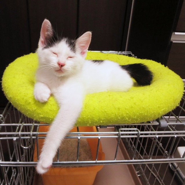 11年前、生後推定1.5カ月ころに迎えられたばんちゃん（画像提供：ふぅさん）