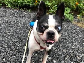 お散歩行けるの？やった～！　雨がやんで満足顔をするボストンテリア「琥珀」