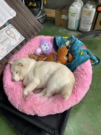 スヤスヤ眠るまつちゃん