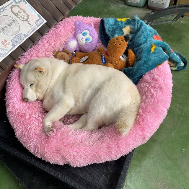 スヤスヤ眠るまつちゃん