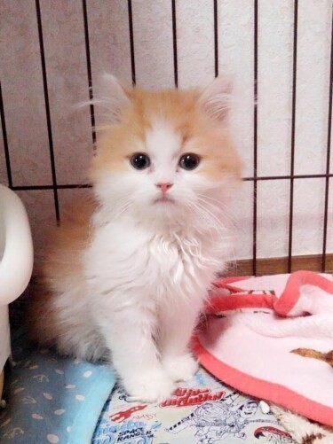 家にきたころの「ロビン」