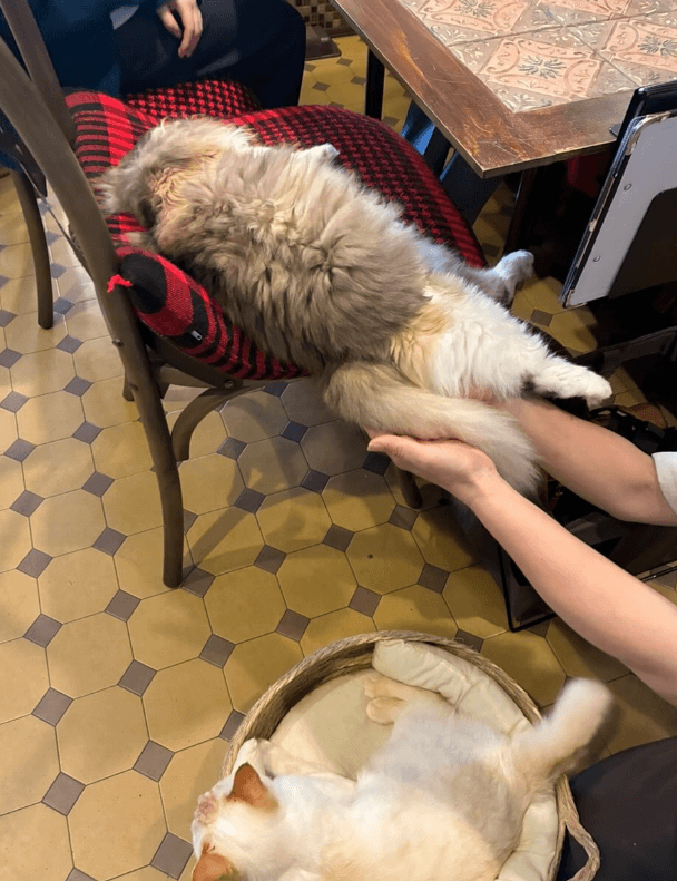 最高の接客を提供する猫たち（株式会社いちごいち会提供）