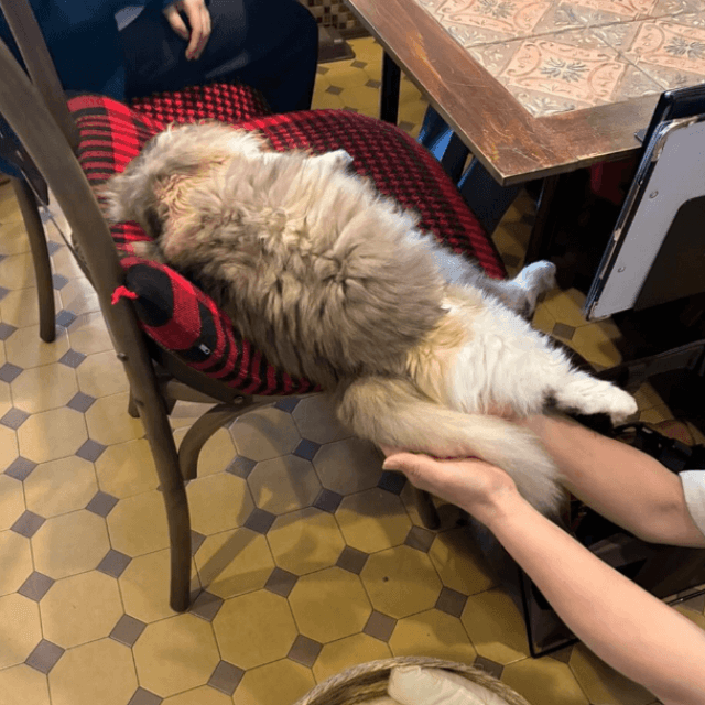 最高の接客を提供する猫たち（株式会社いちごいち会提供）