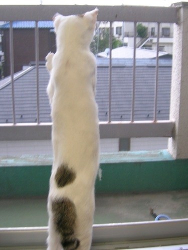 「母さん帰ってこないかな」