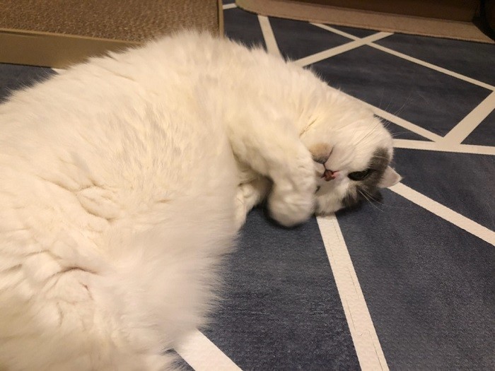 亡くなる１カ月前、大きな発作を起こした直後なのに、無理して元気に見せる優しいメイちゃん（かおりさん提供）