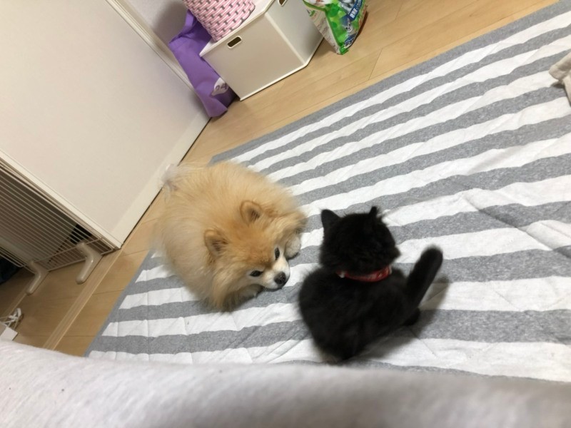 「ちょっと近づいてみた　ＢＹポポ」いとちゃんがつけている首輪はララちゃんのもの（田村さん提供）