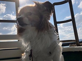 船の中、心地よい潮風に吹かれて　パピヨン「バンビ」