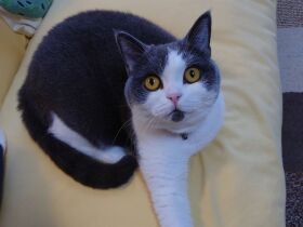 クールと見せかけて食欲旺盛　ささみにダッシュするブリティッシュショートヘア「明」